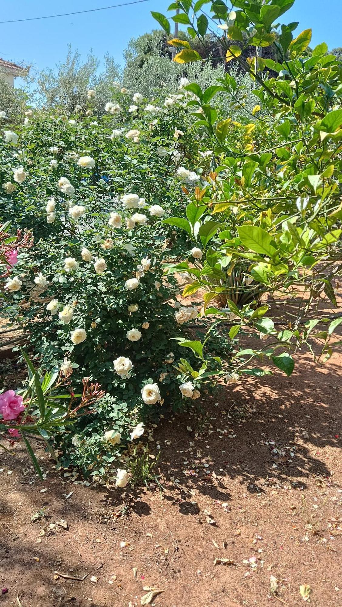 شقة Melograno Markópoulon المظهر الخارجي الصورة